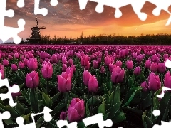 Tulipany, Plantacja, Drzewa, Zachód słońca, Wiatrak, Różowe