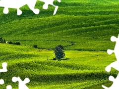 Łąki, Pola, Stany Zjednoczone, Region Palouse, Stan Waszyngton, Drzewa, Wzgórza, Whitman County