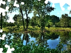 Drzewa, Roślinność, Park, Staw