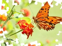 Kwiat, Czerwony, Pomarańczowy, Motyl