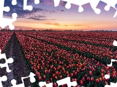 Drzewa, Wschód słońca, Tulipany, Plantacja, Pole