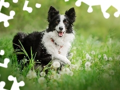 Trawa, Dmuchawce, Czarno-biały, Border collie, Pies