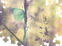 Motyl, Trawa, Źdźbło, Latolistek cytrynek