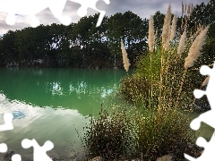 Trawa, Jezioro, Drzewa, Kępy