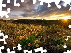 Żółte, Kwiaty, Chmury, Balsamorhiza, Promienie słońca, 