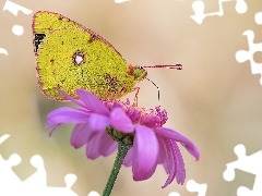 Żółty, Szlaczkoń południowiec, Kwiat, Motyl