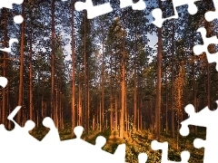 Drzewa, Las, Rozświetlone