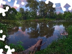 Rośliny, Drzewa, Drzewa, Trawa, Staw, Kłoda, Odbicie