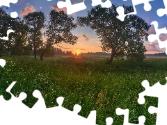 Trawa, Roślinność, Drzewa, Łąki, Wschód słońca