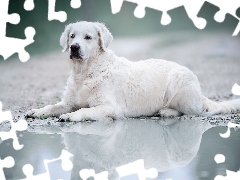 Leżący, Golden retriever, Kałuża, Pies