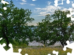 Drzewa, Trawa, Jezioro, Łąka