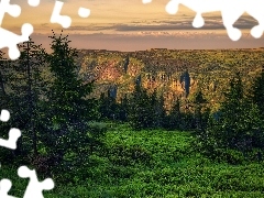 Świerki, Trawa, Karkonosze, Drzewa, Góry