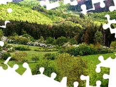 Wzgórze, Wiosna, Krzewy, Drzewa, Las