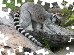 Kamienie, Lemura, Długi, Ogon