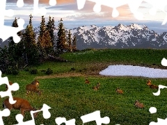 Drzewa, Góry, Polana, Śnieg, Sarny, Stany Zjednoczone, Stan Waszyngton, Szczyty, Ośnieżone, Park Narodowy Olympic, Jelonki