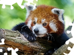 Pandka ruda, Drzewo