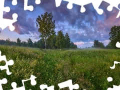 Drzewa, Brzoza, Trawa, Chmury, Łąka