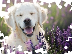 Pies, Uśmiech, Lawenda, Golden retriever