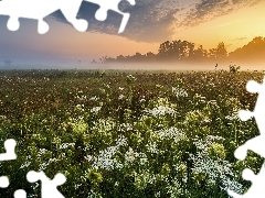 Łąka, Mgła, Wschód słońca, Roślinność