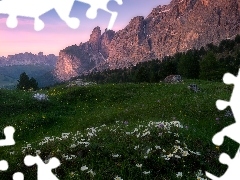 Zawilce, Łąka, Dolomity, Włochy, Góry, Kwiaty
