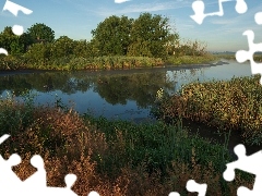 Rzeka, Rośliny, Drzewa, Trawa