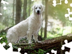 Biały, Golden retriever, Pień, Pies