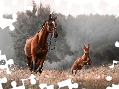 Koń, Podenco, Łąka, Pies