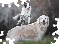 Golden retriever, Skok, Psy, Border collie, Dwa