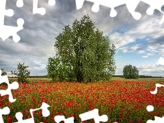 Krzewy, Chmury, Maki, Drzewa, Łąka