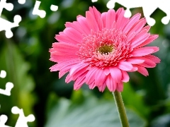 Kwiat, Różowa, Gerbera