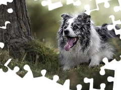 Trawa, Border collie, Drzewo