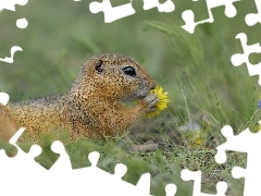 Mniszki, Świstak, Kwiaty