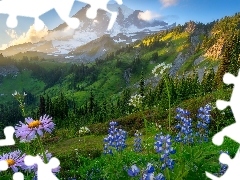 Łubin, Stratowulkan Mount Rainier, Góry, Stan Waszyngton,
