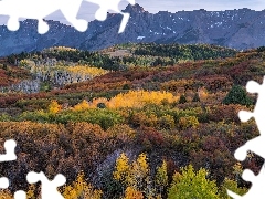 Stan Kolorado, Stany Zjednoczone, Telluride, Las, Drzewa, Kr