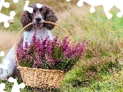 Pies, Koszyk, Wrzosy, Springer spaniel angielski