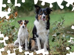 Biało-brązowy, Dwa, Czarno-biały, Border collie, Pies, Ps