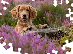Wrzosy, Pień, Working cocker spaniel, Kwiaty, Pies
