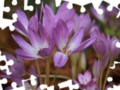 Liliowe, Kwiaty, Jesienne, Krokusy, Zimowity