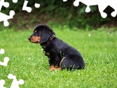 Trawa, Bokeh, Rottweiler, Łąka, Szczeniak