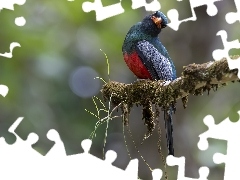 Ptak, Omszała, Gałązka, Trogon krasnodzioby