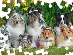 Wianki, Kwiaty, Owczarki szetlandzkie, Border collie, Psy