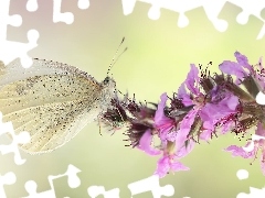 Kwiat, Makro, Bielinek, Różowy, Motyl