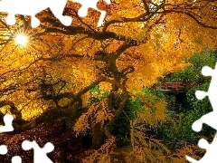 Ogród, Park, Kubota Garden, Klon palmowy, Stan Waszyngton, Stany Zjednoczone, Mostek, Seattle, Promienie słońca