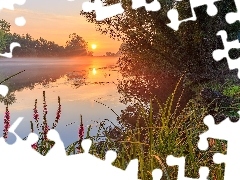 Trawy, Jezioro, Mgła, Wschód słońca, Kwiaty, Drzewa
