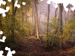 Hrabstwo Oxfordshire, Anglia, Drzewa, Mgła, Las