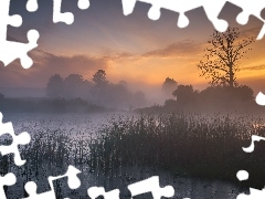 Mgła, Wschód słońca, Szuwary, Drzewa, Jezioro