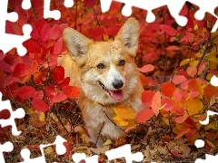 Czerwone, Liście, Welsh corgi pembroke, Krzewy, Pies