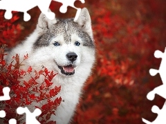 Czerwone, Liście, Siberian husky, Krzew, Pies