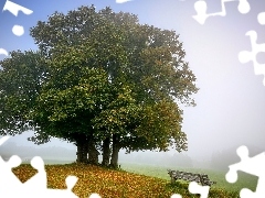 Jesień, Drzewa, Liście, Mgła, Ławka, Park