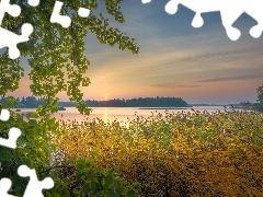 Szuwary, Jezioro, Gałęzie, Wschód słońca, Drzewa, Trawy
